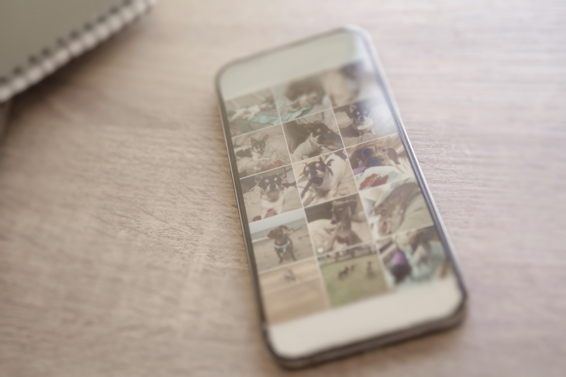 犬、ペットの写真をたくさん撮ったスマホから画像アプリでクラウド保存