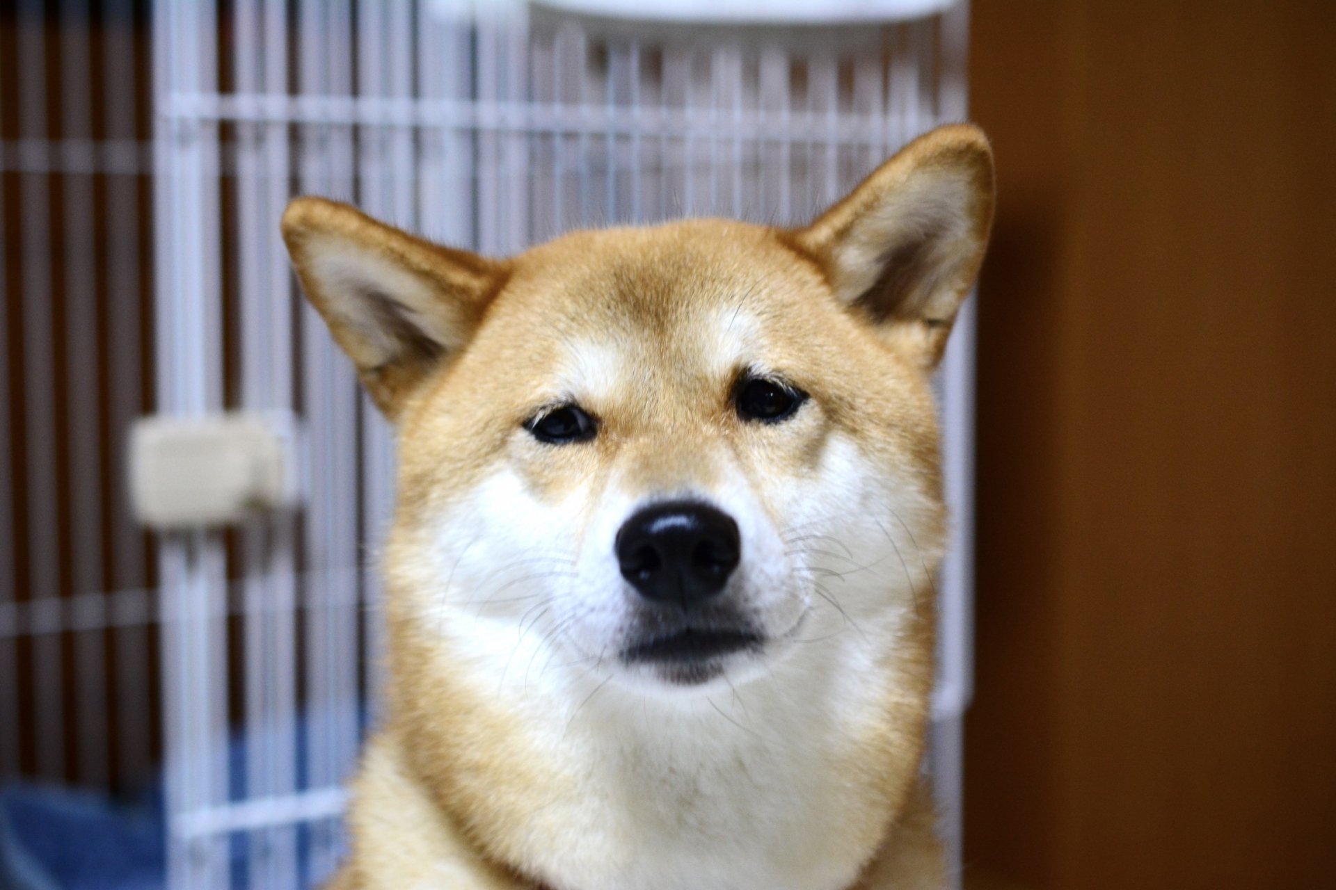しょんぼり顔の柴犬