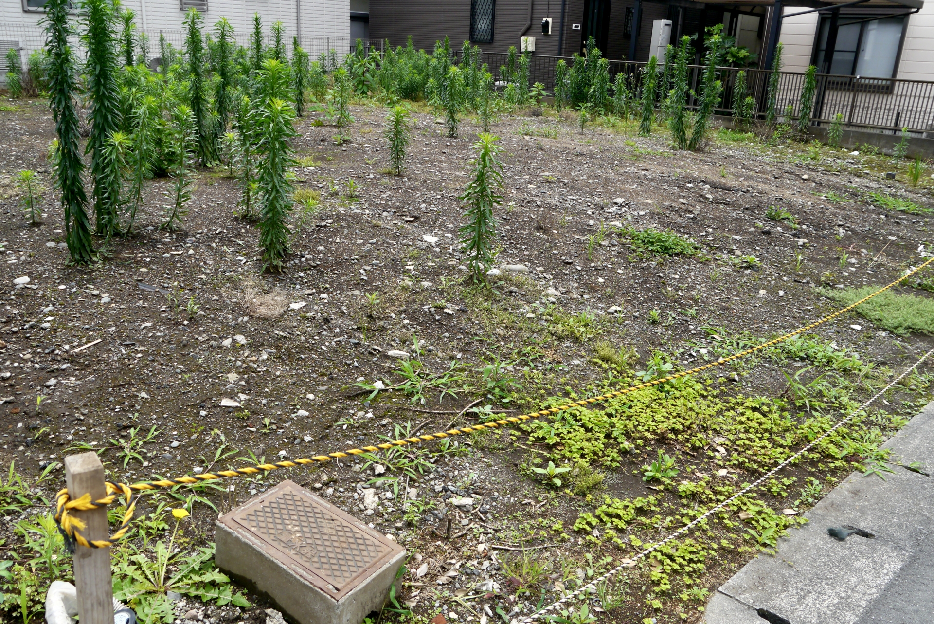 草の生えた空き地