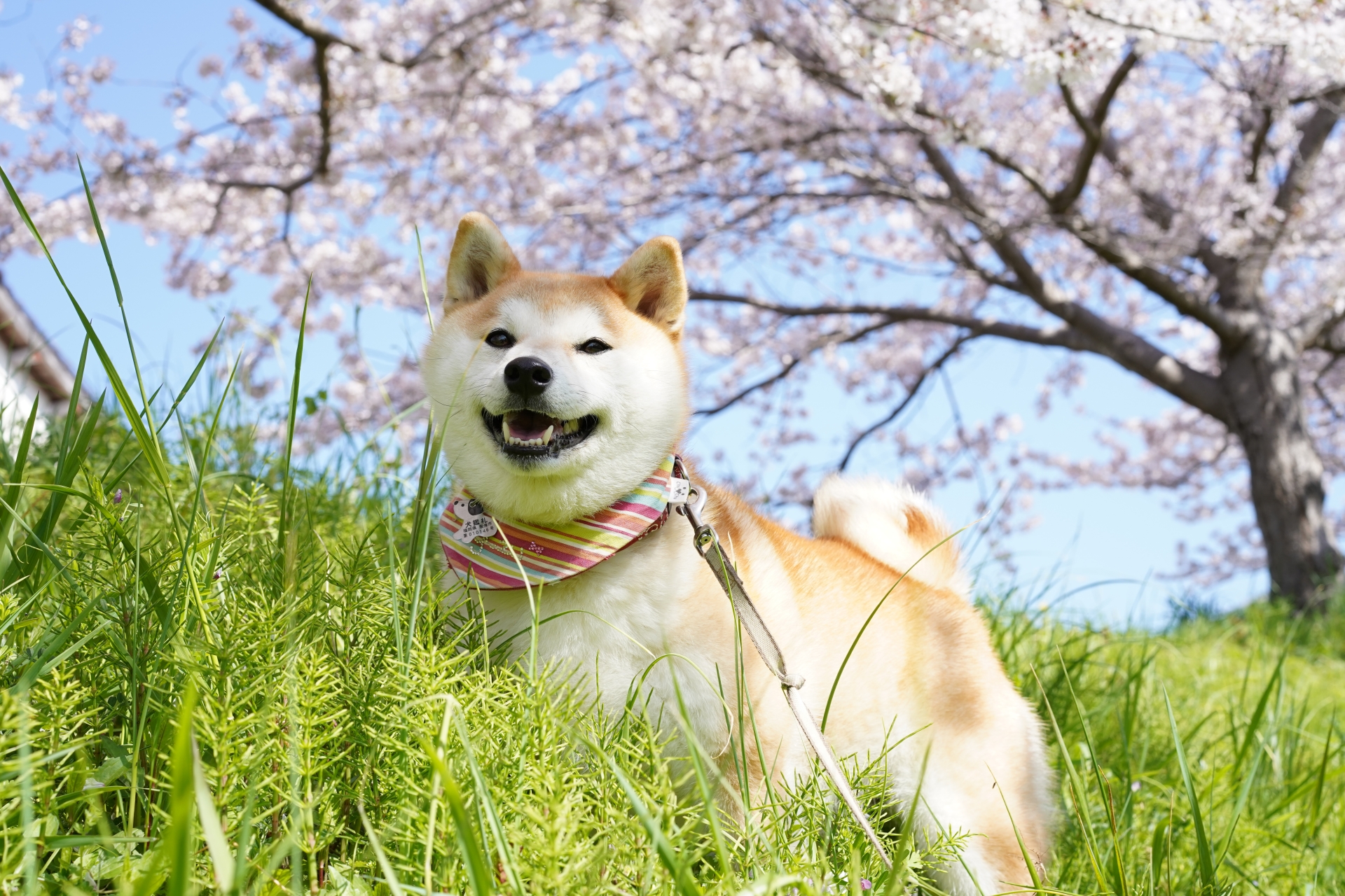 生活保護の受給中に犬を飼うときのポイント