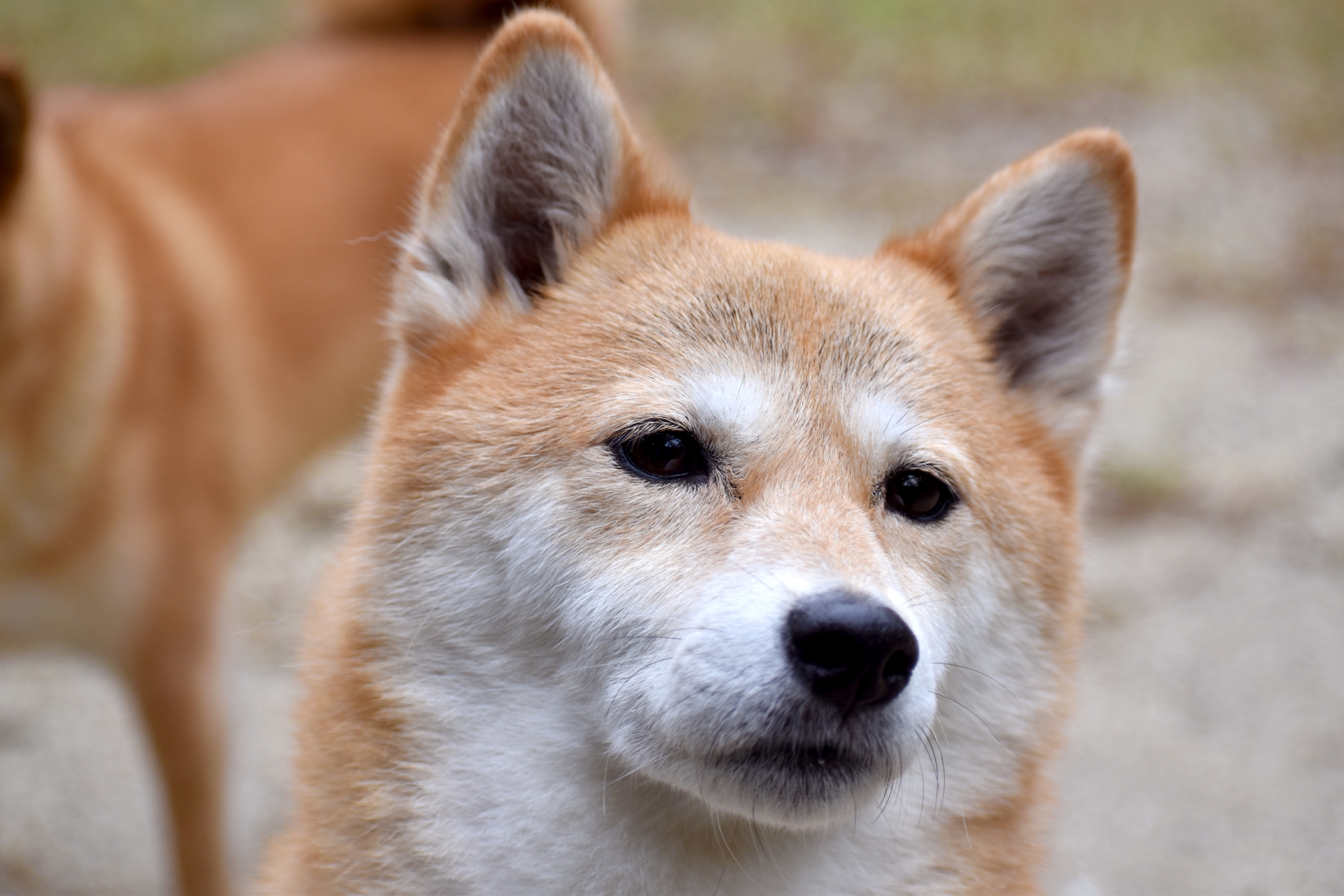 犬の飼育がただちに保護廃止の理由になるわけではない