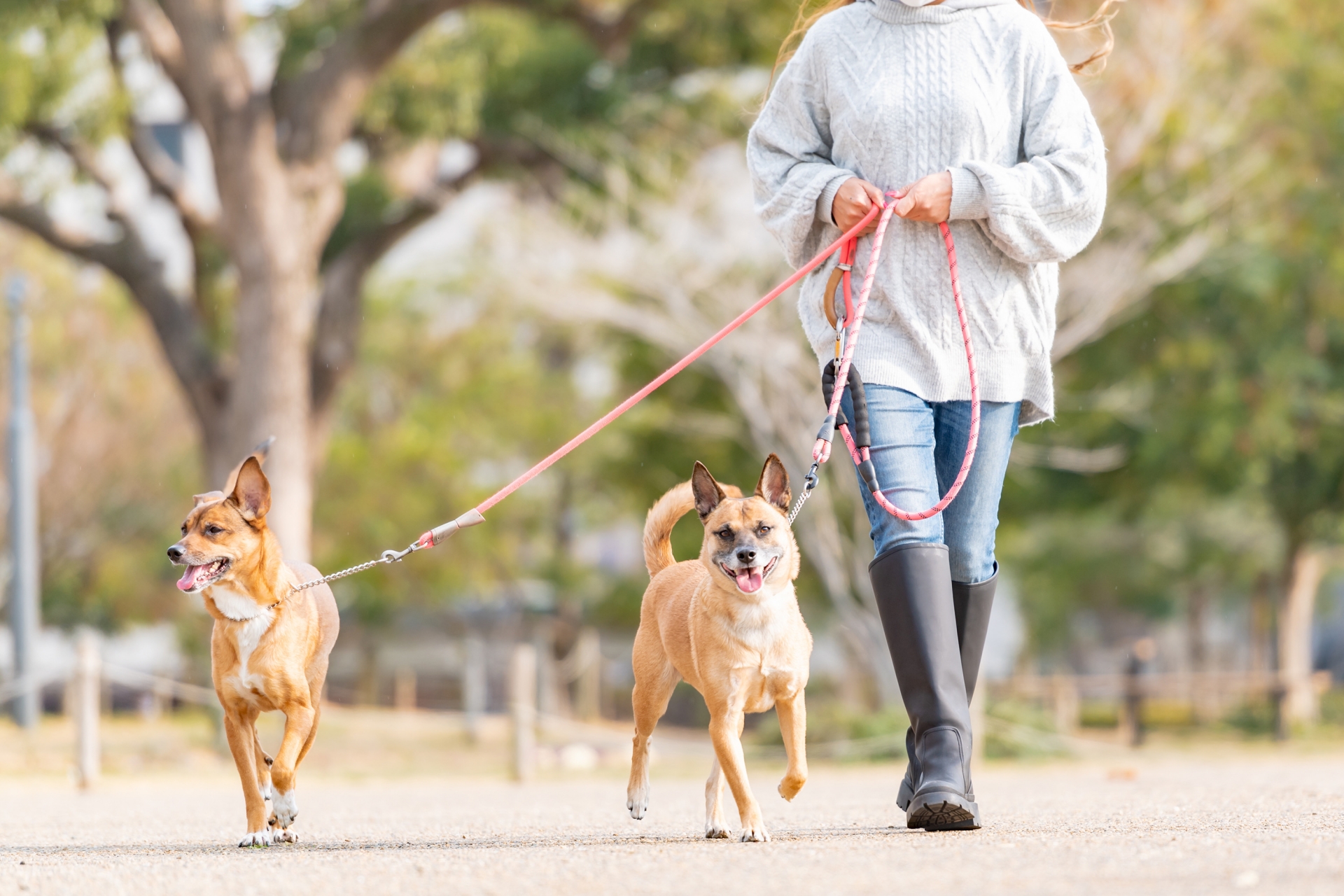 多頭飼育は家計や飼育管理の面から慎重に判断する